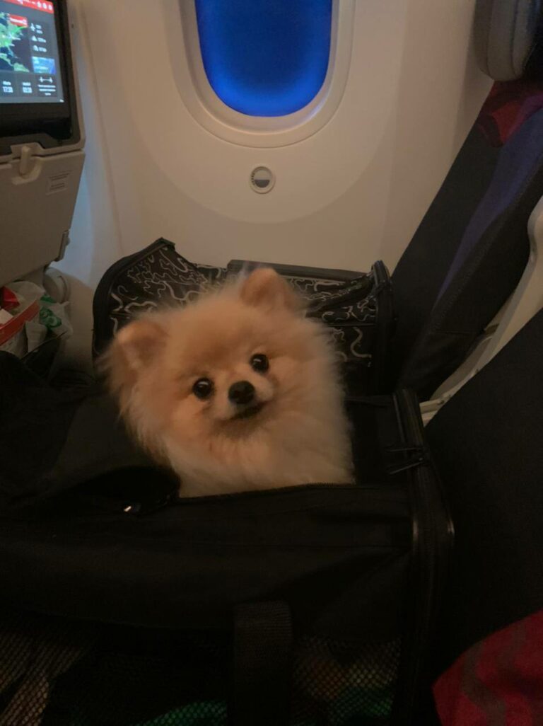 Rules for Importing Dogs into the United States — Delivery Animal blog