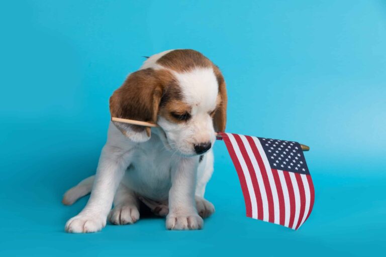 Новые правила ввоза собак в США из Европы и СНГ от CDC