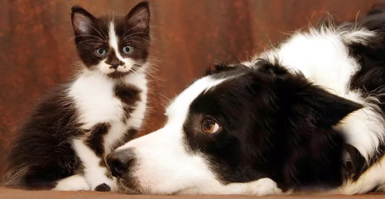 Cómo los Olores Afectan el Comportamiento de Perros y Gatos: Ciencia del Olfato y las Emociones