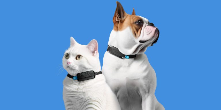 Tecnologías de monitoreo inteligente de la salud de perros y gatos: cómo los dispositivos ayudan a notar problemas a tiempo 🐶🐱