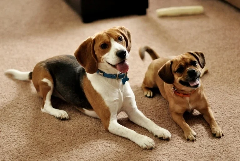 Apartman İçin En Uygun ve Bakımsız Köpekler: Irklar, Bakım ve Önemli Özellikler