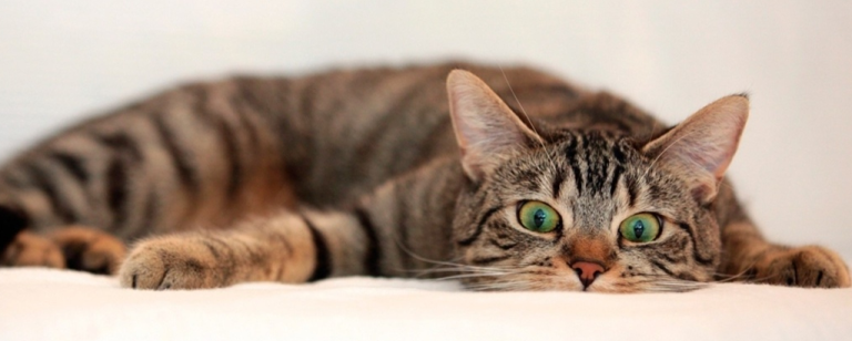 Cómo Envejecen las Mascotas: Mitos, Hechos y Señales de Longevidad