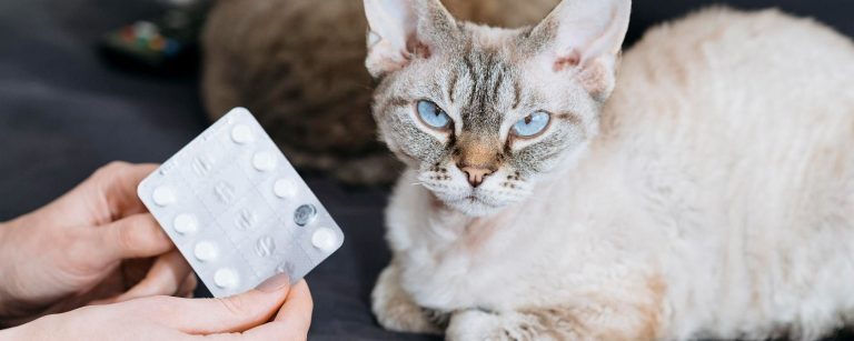 Alergias en Gatos y Perros: Síntomas, Causas y Métodos de Prevención 🐶🐱