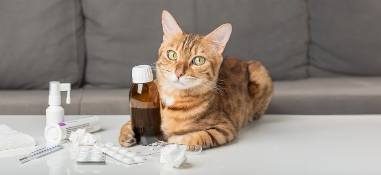 Uso de calmantes para animales: pros y contras 🐶🐱