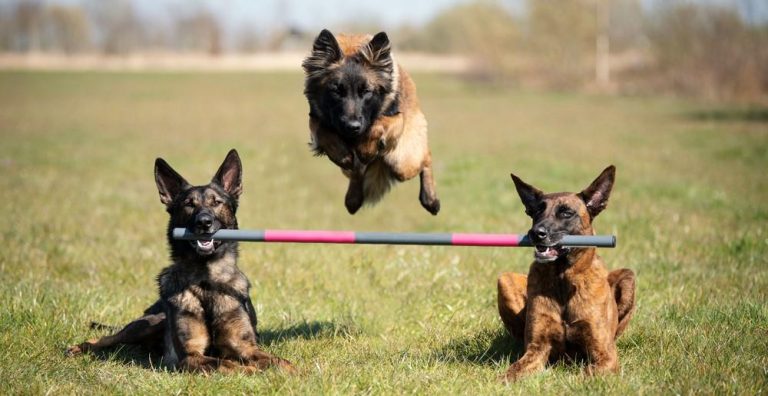 Entrenamiento de trucos y trabajo en equipo en perros y gatos