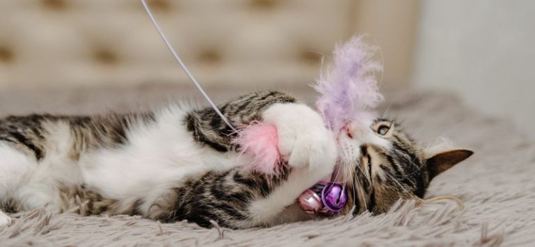 🐾 El papel de los juegos en el desarrollo de perros y gatos: cómo las actividades lúdicas afectan el cerebro, el comportamiento y la salud