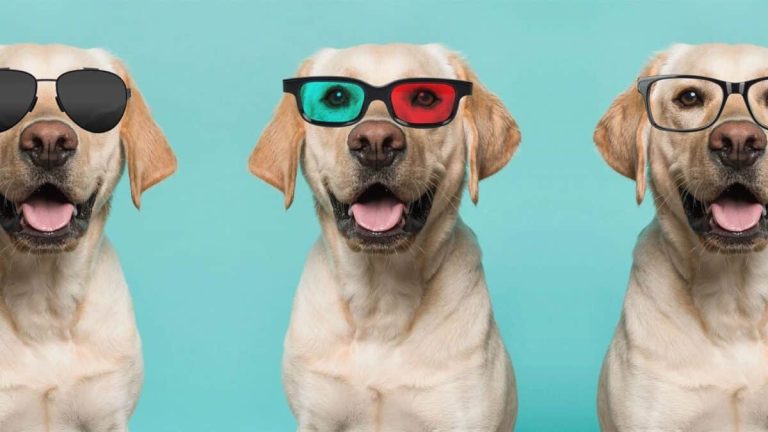 Por qué los perros y gatos ven el mundo de manera diferente: la ciencia de la visión, el oído y la percepción de los animales 🐶🐱