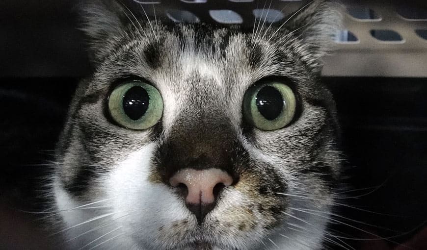 мифы о перевозке животных перелёт