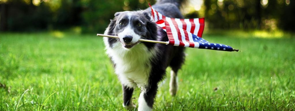 перевозка собак и кошек в США аэропорт