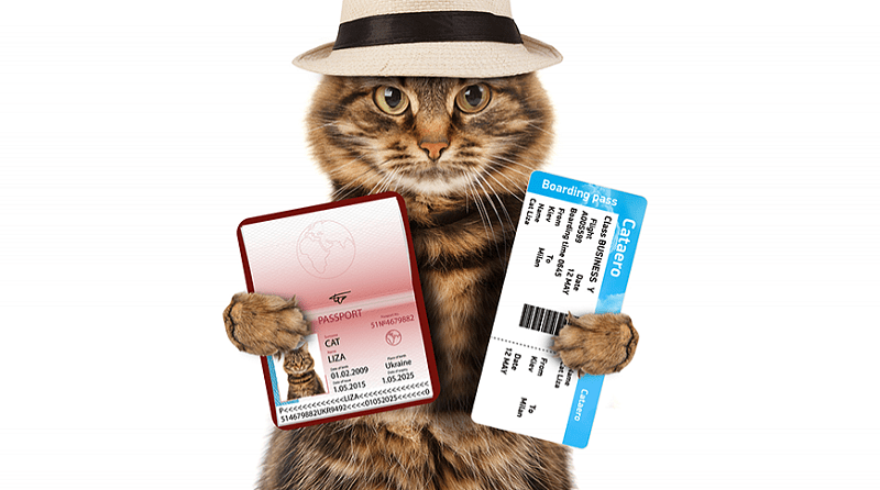 как перевезти животное в Канаду без проблем документы