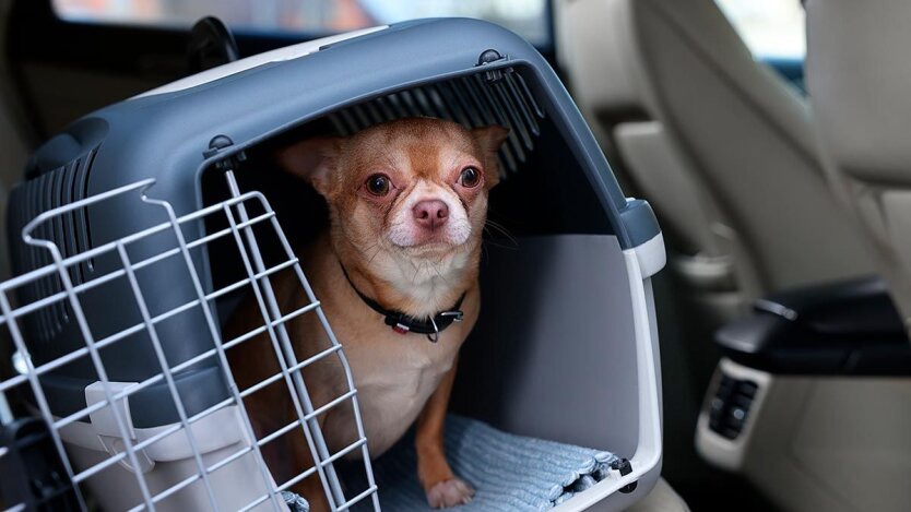 дешёвая перевозка животных документы