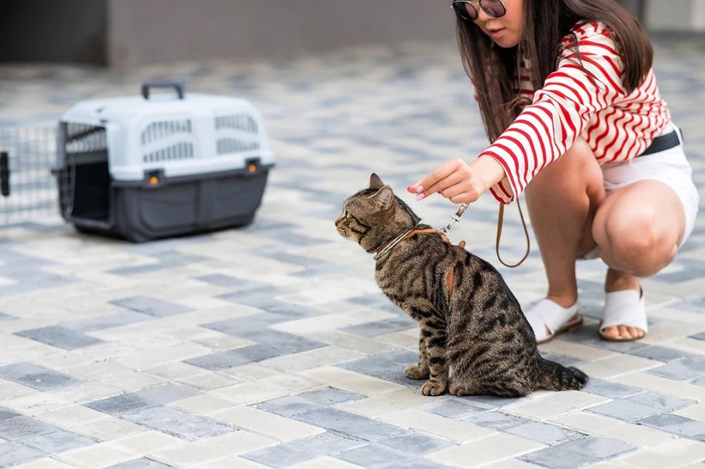 знакомый перевезёт животное аэропорт