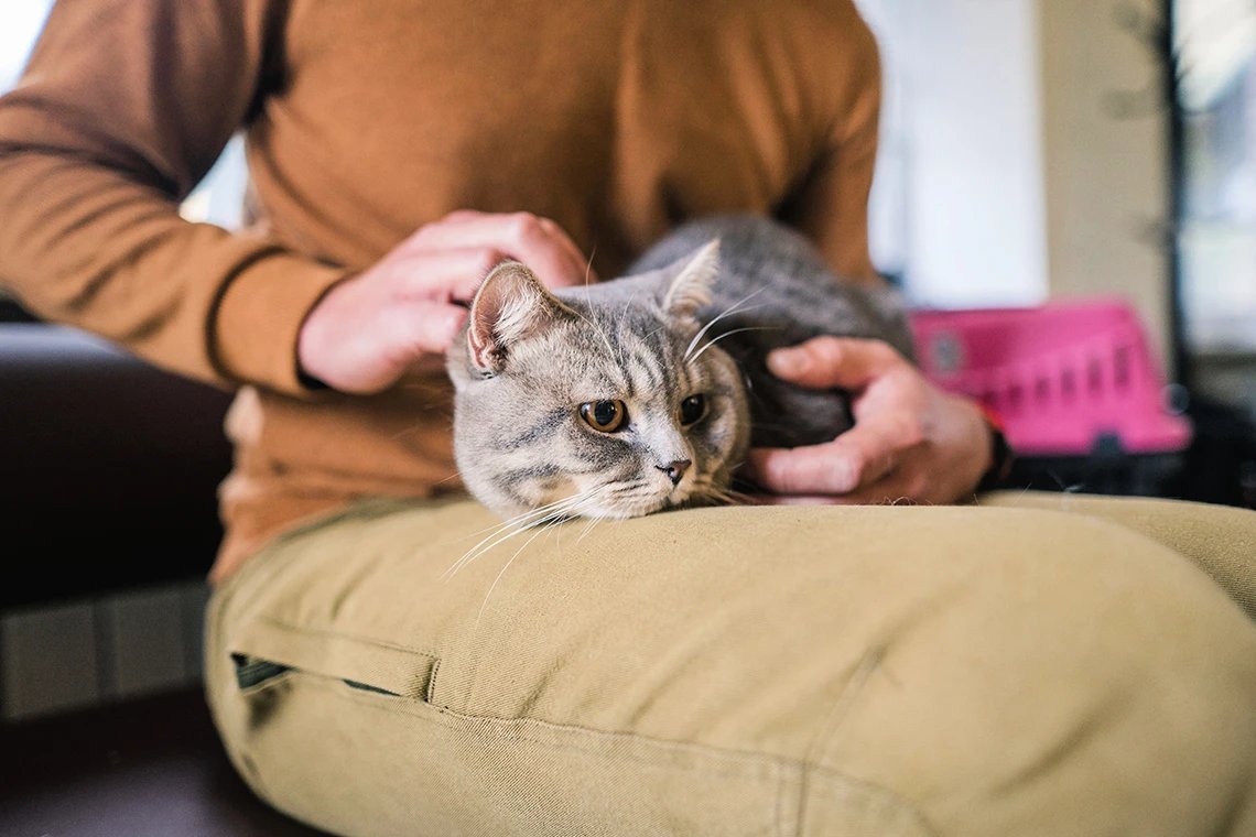 как перевезти животное в Канаду без проблем аэропорт