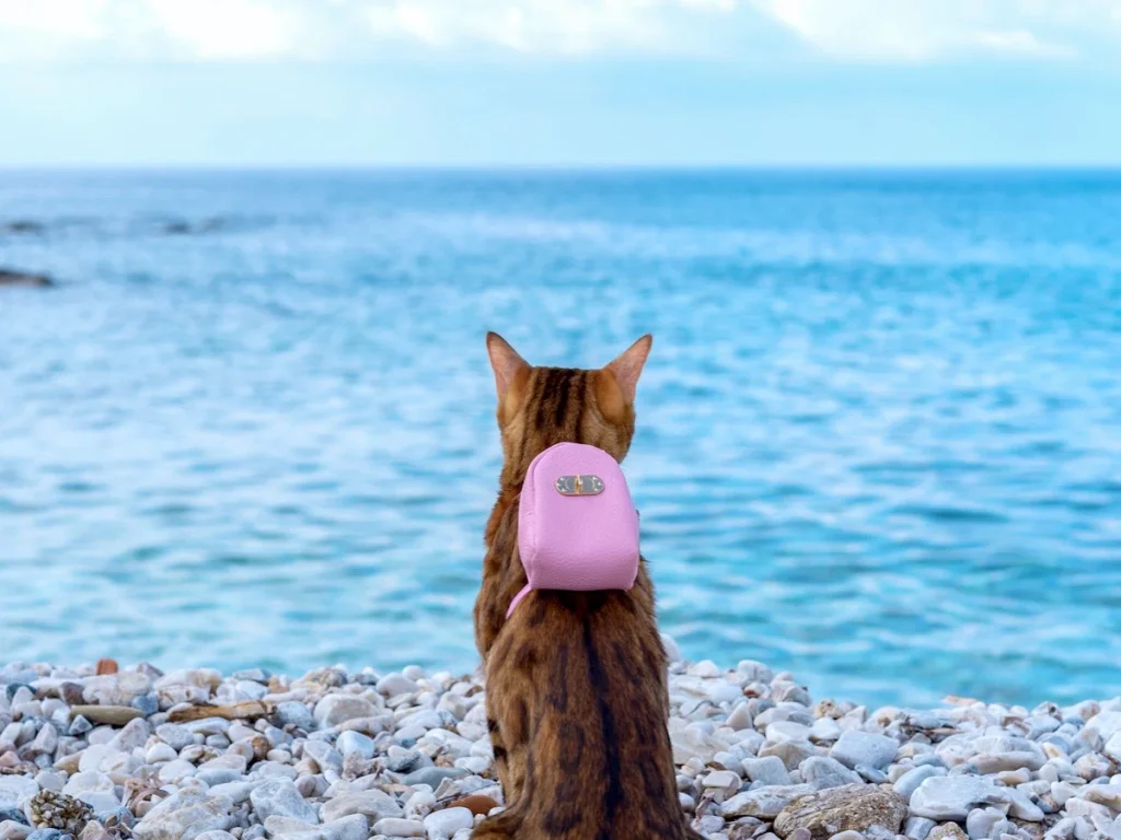 транзит через ЕС документы