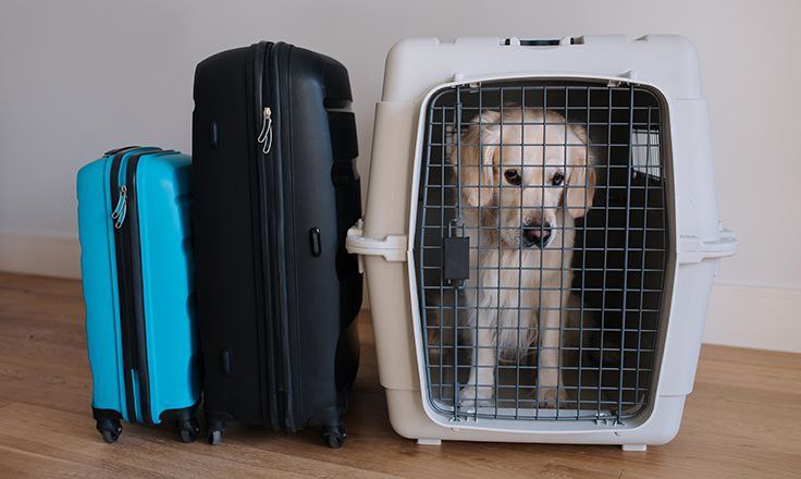 возрастные ограничения при перевозке животных пожилая собака