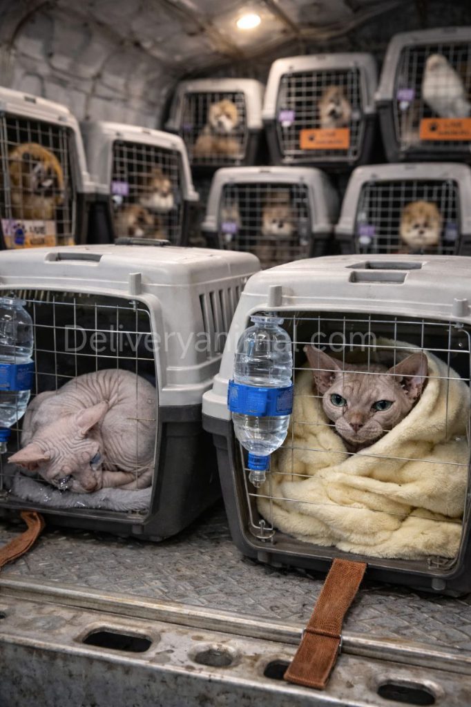 температурные ограничения авиакомпаний при перевозке животных лето