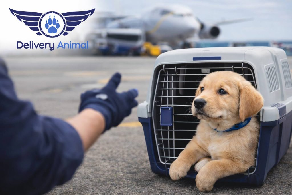 How to stop a puppy from biting hands – bite inhibition method