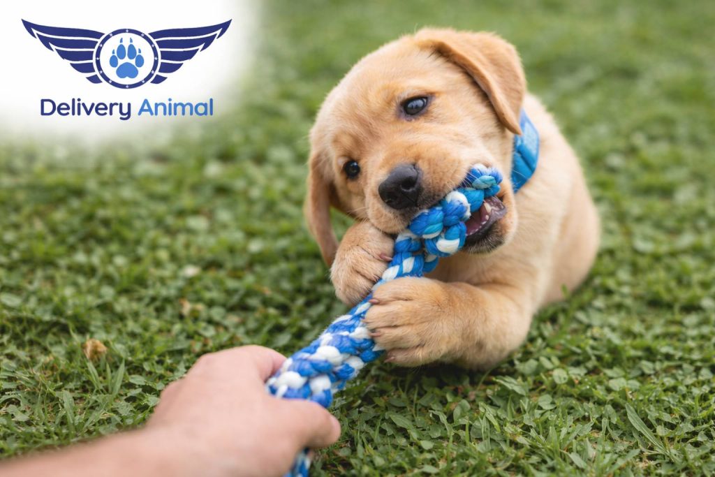 How to stop a puppy from biting hands – bite inhibition method
