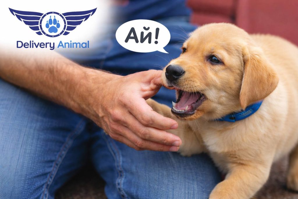 Дрессировка щенка и обучение контролю силы укуса bite inhibition