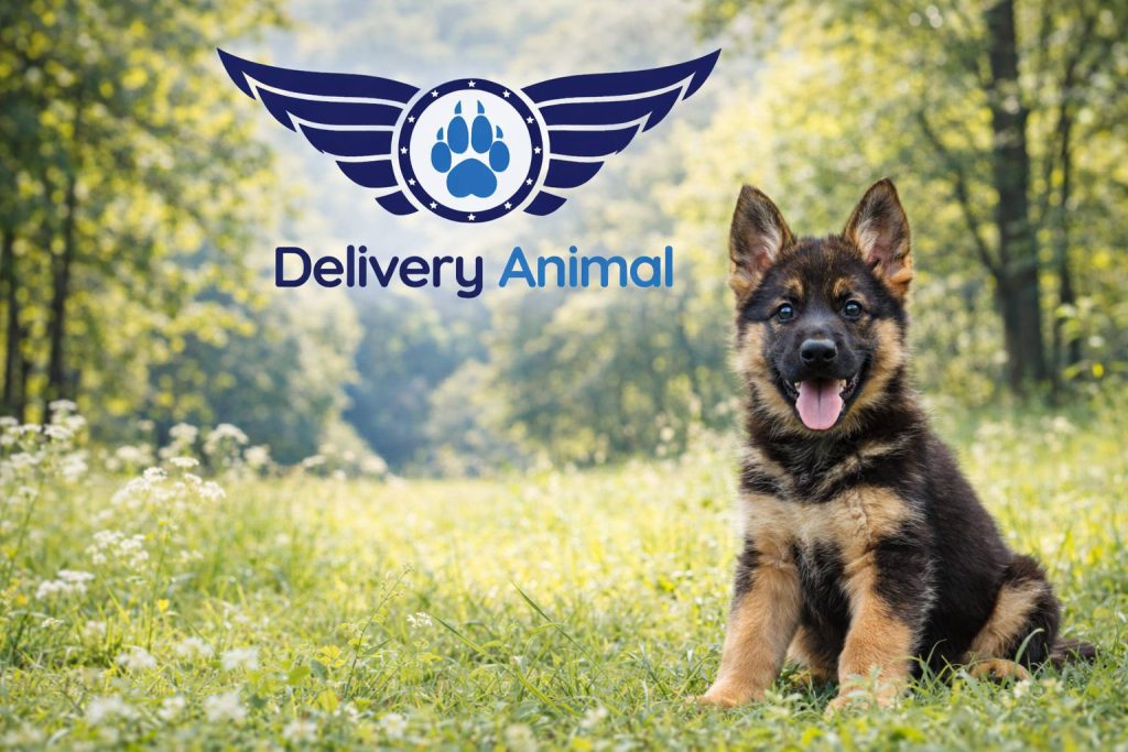 Социализация щенка на прогулке в спокойной обстановке