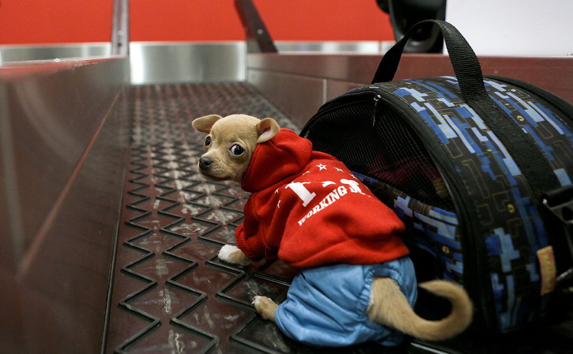 возрастные ограничения при перевозке животных щенок