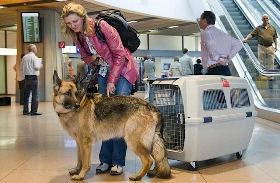 кейс срочной перевозки животного аэропорт