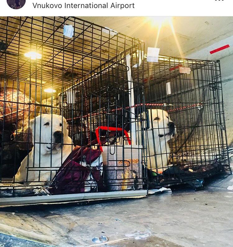 кейс срочной перевозки животного документы