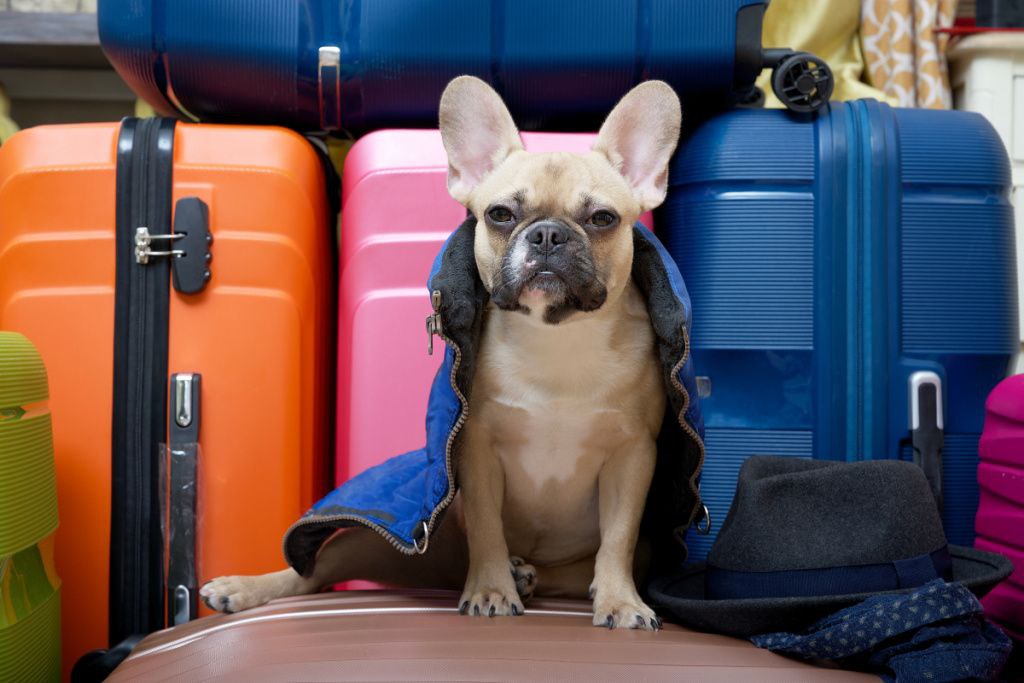 кто сопровождает животное регистрация