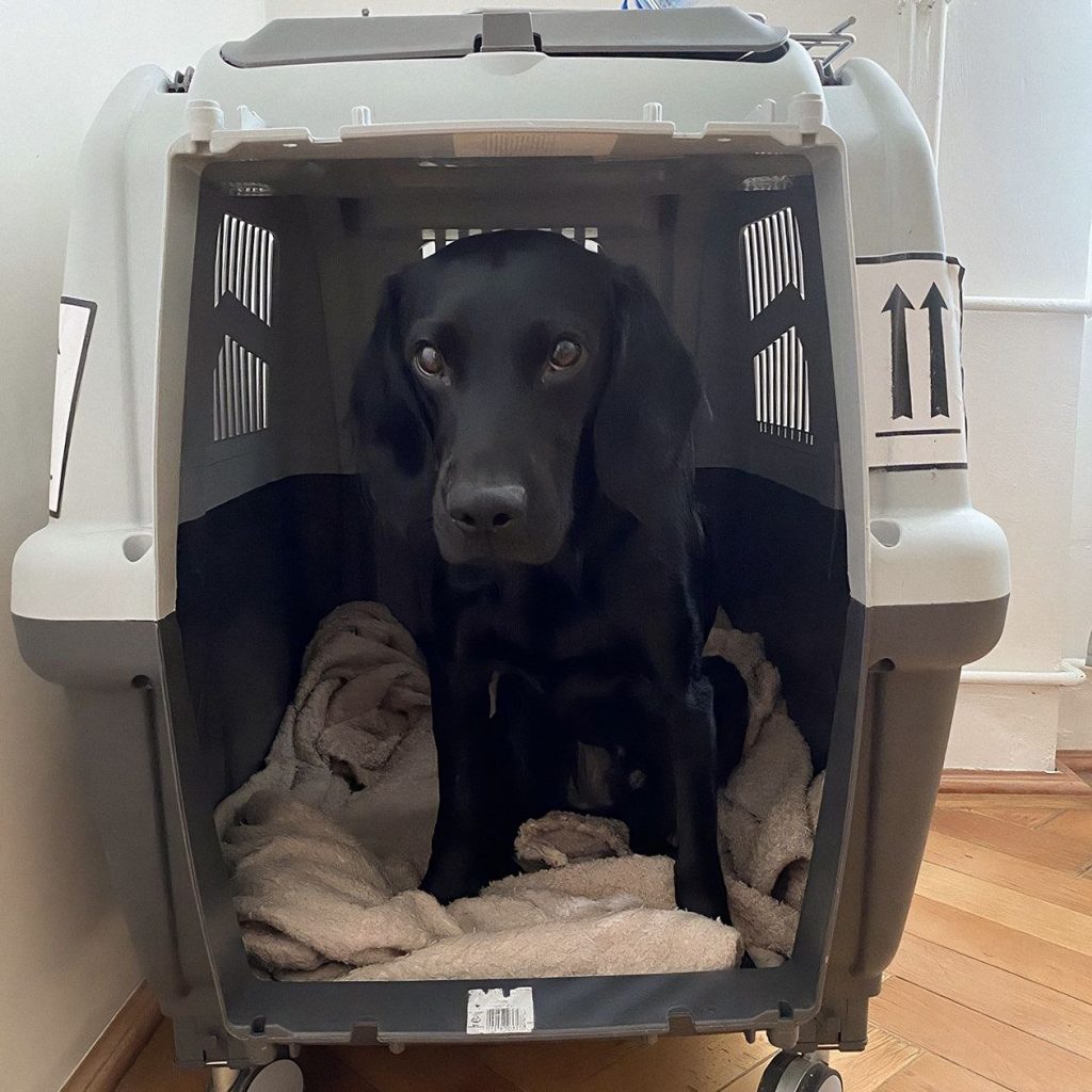 кейс перевозки собаки в США передача владельцу