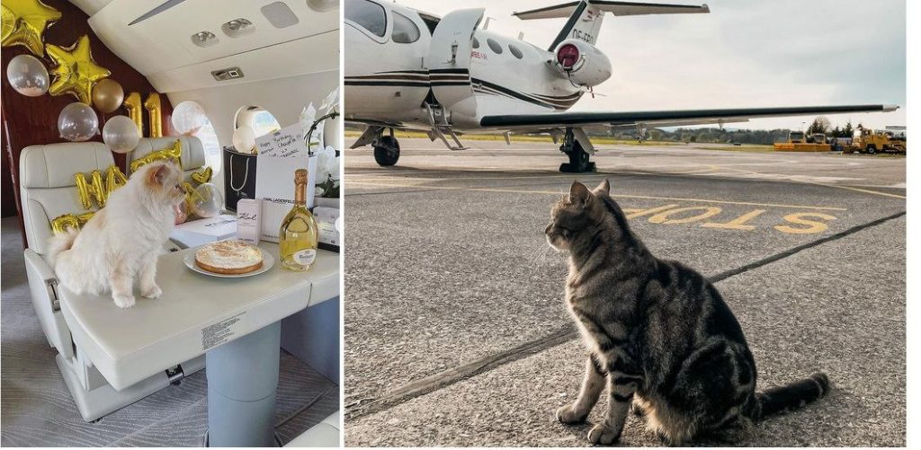 кейс перевозки собаки в США аэропорт