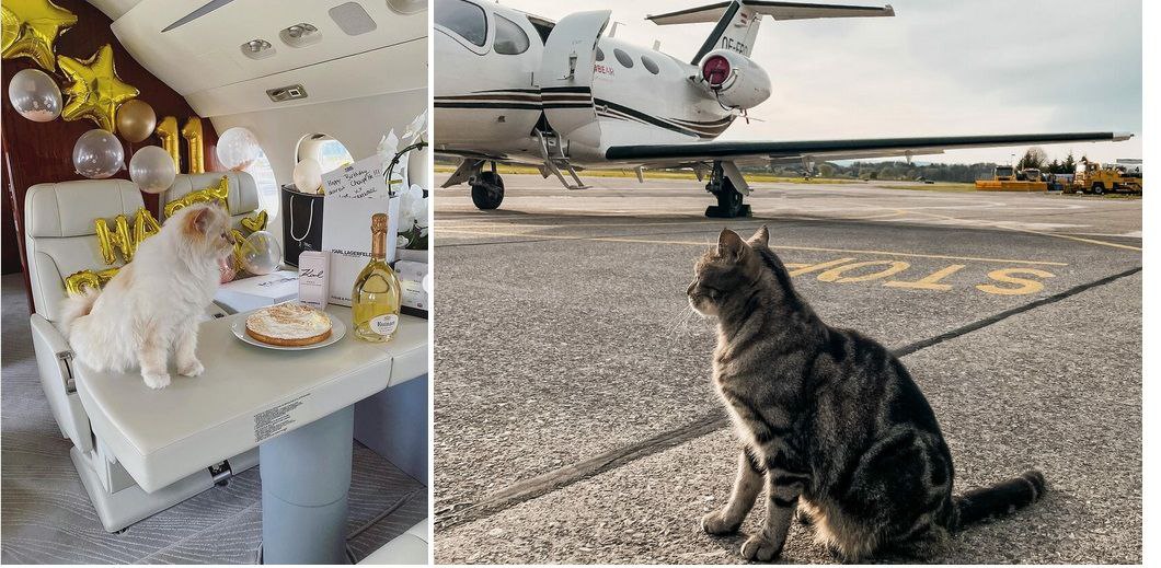 кейс перевозки собаки в США аэропорт