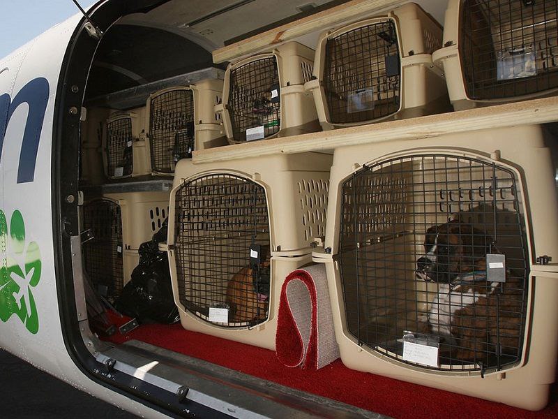 как проходит перевозка питомца шаг за шагом аэропорт