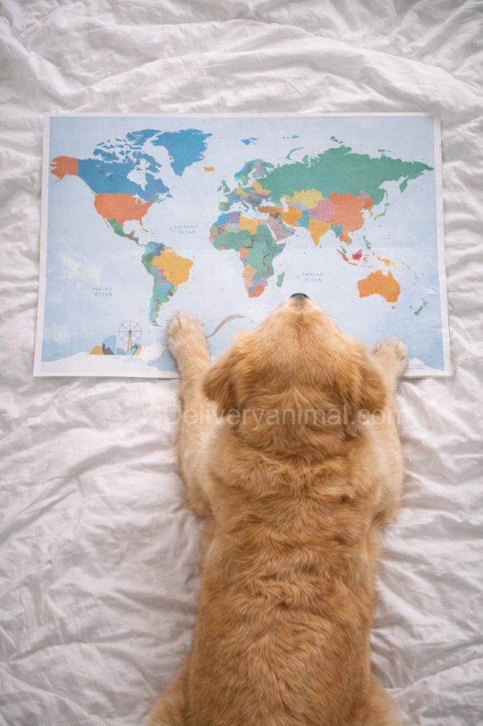 как подготовить питомца к жизни в новой стране дом