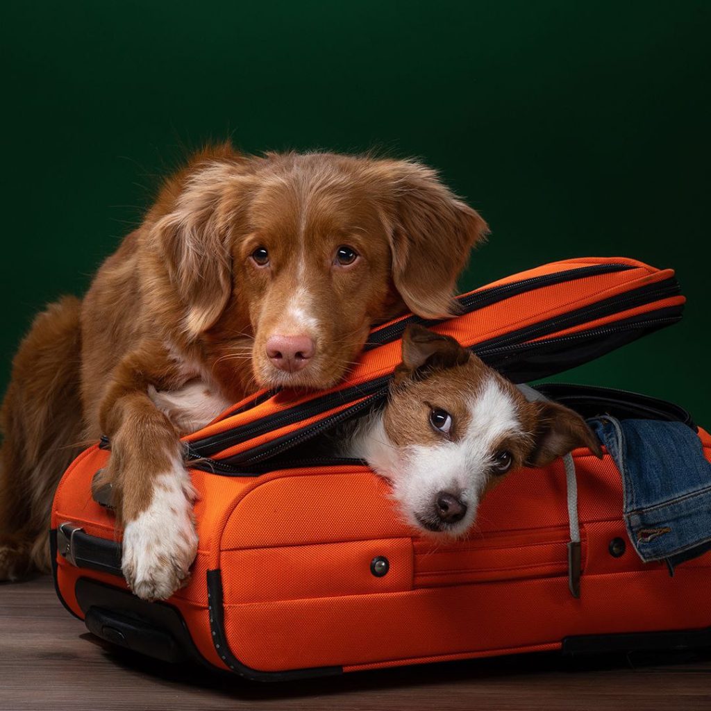 перевозка животных в Израиль аэропорт