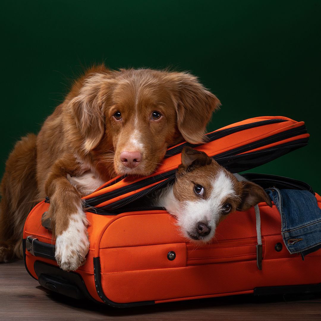 перевозка животных в Израиль аэропорт