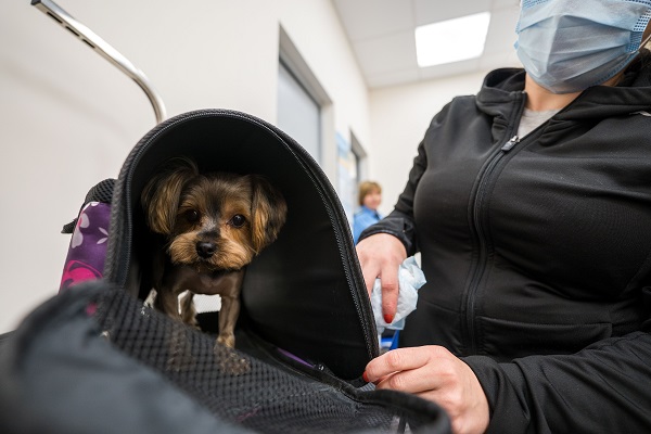 как проходит регистрация животного на рейс переноска