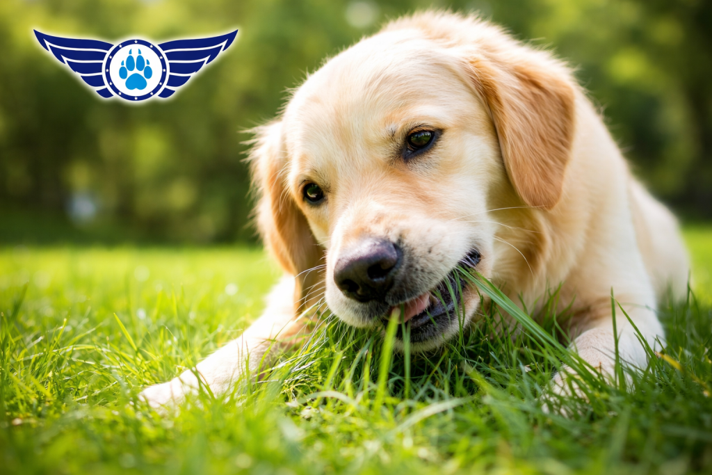 why a dog eats grass