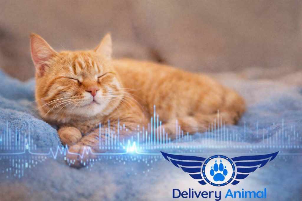 мурлыканье кошки