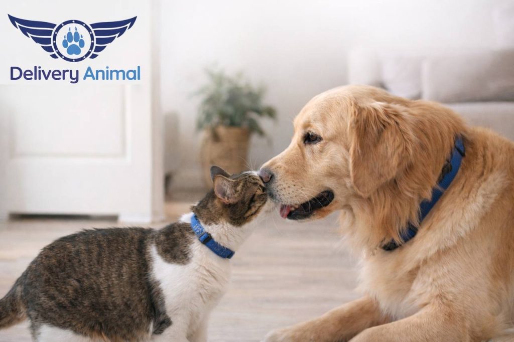 how to introduce a cat to a dog